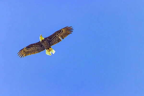 USA, Colorado, Fossil Creek Reservoir. American bald eagle in flight