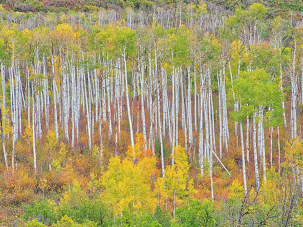 USA, Colorado, Kebler Pass. Autumn color of the Aspens