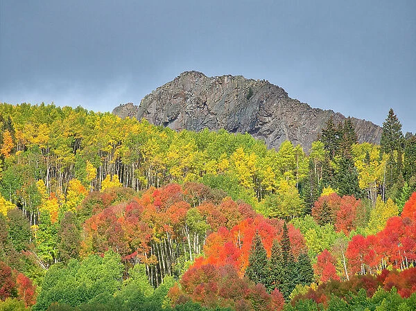 USA, Colorado, Kebler Pass. Bright color of autumn on Kebler Pass
