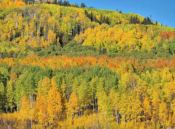 USA, Colorado, Kebler Pass. Bright color of autumn Aspens on Kebler Pass