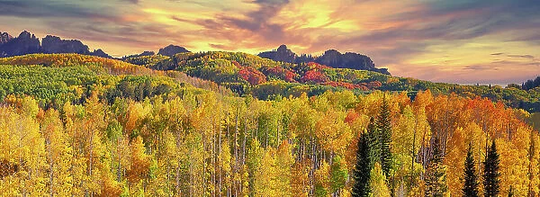 USA, Colorado, Kebler Pass. panorama of the autumn color on Kebler Pass