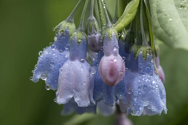 USA, Colorado, Stony Pass. Raindrops on bluebell flowers