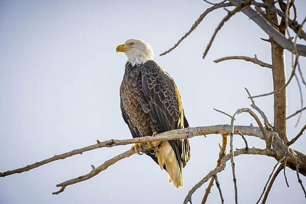 USA, Colorado, Windsor. American bald eagle on limb