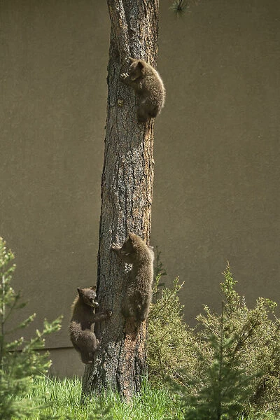 USA, Colorado, Woodland Park. Black bear cubs climbing tree
