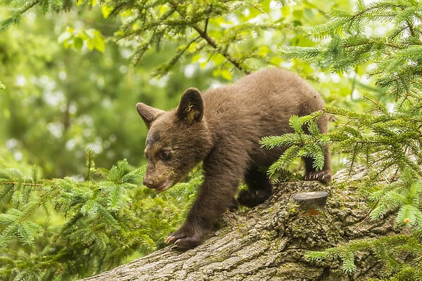 USA, Minnesota, black bear cub, captive