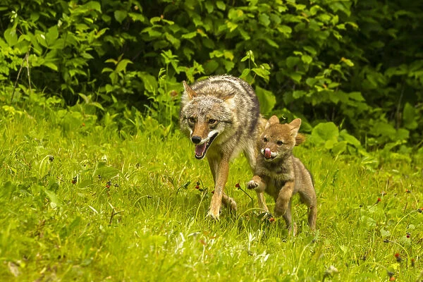 USA, Minnesota, Pine County. Coyote mother with pup. Credit as