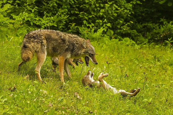 USA, Minnesota, Pine County. Coyote mother with pups. Credit as