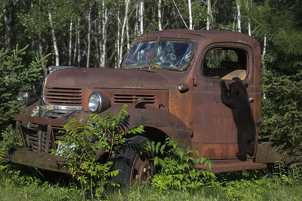 USA, Minnesota, Sandstone, Bear Cub and Old Truck