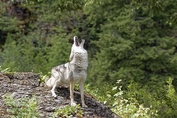 USA, Montana. Coyote howling in controlled environment. Credit as