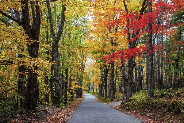 USA, New Hampshire, tree-lined road with maple trees in Fall colors