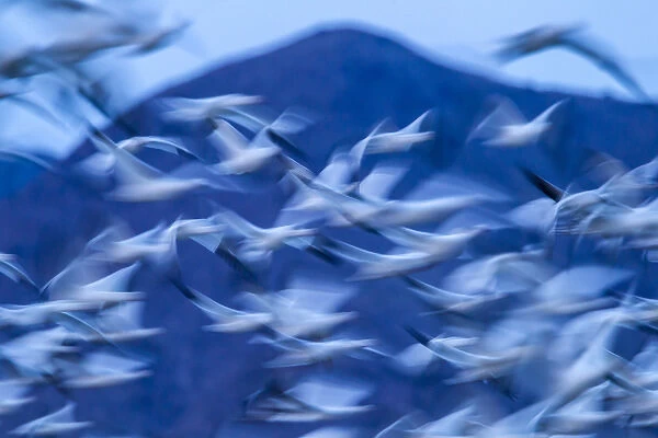USA, New Mexico, Bosque Del Apache National Wildlife Refuge. Snow geese in flight
