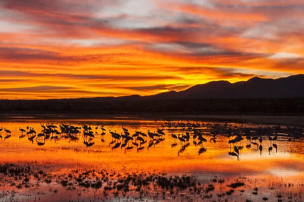 USA, New Mexico, Bosque Del Apache National Wildlife Refuge. Sandhill cranes at sunrise