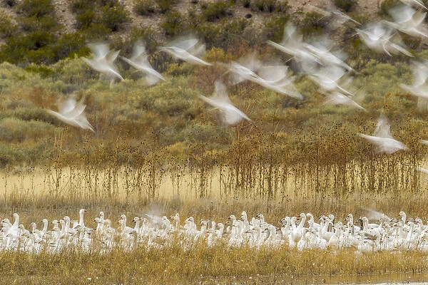 USA, New Mexico, Bosque Del Apache National Wildlife Refuge. Snow geese taking flight