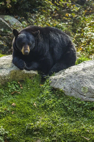 USA, North Carolina, Grandfather Mountain State Park, Black Bear, ursus americanus