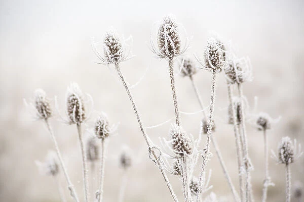 USA, Oregon, Eugene, mornings frost on teasel