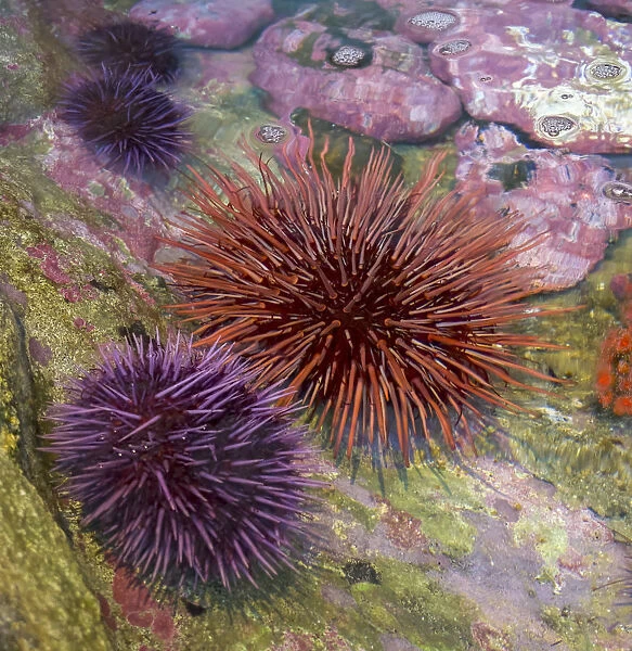 USA, Oregon, Newport. Sea urchins in a tide pool exhibit