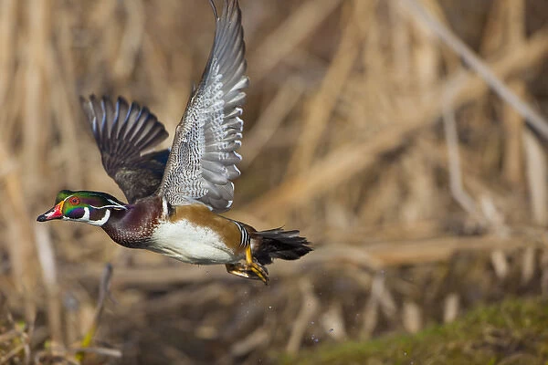 USA, Seattle, Washington. Male Wood Duck takes flight on Union Bay, Lake Washington
