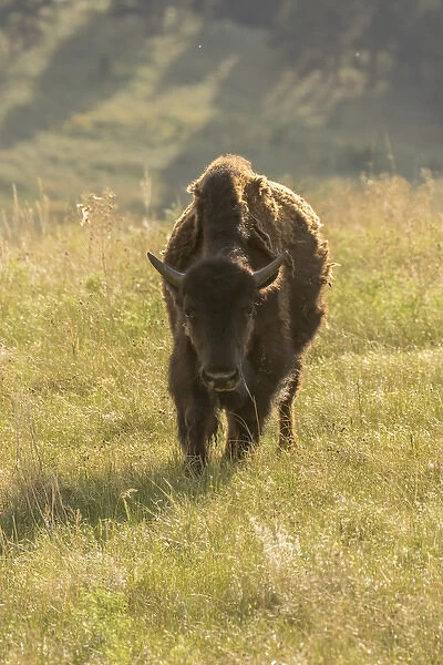 USA, South Dakota, Custer State Park. Front of adult bison