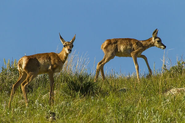 USA, South Dakota. Pronghorn fawns in Custer State Park