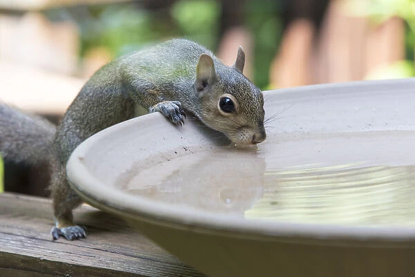 USA, Tennessee. Eastern gray squirrel drinks at bird bath reflected in water