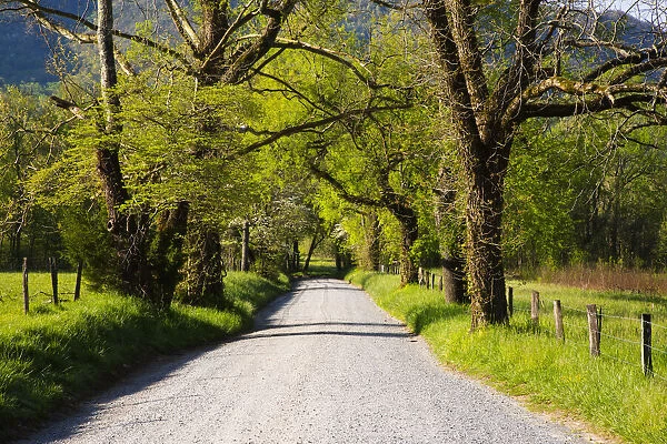 USA, Tennessee, Sparks Lane in the spring at Cades Cove