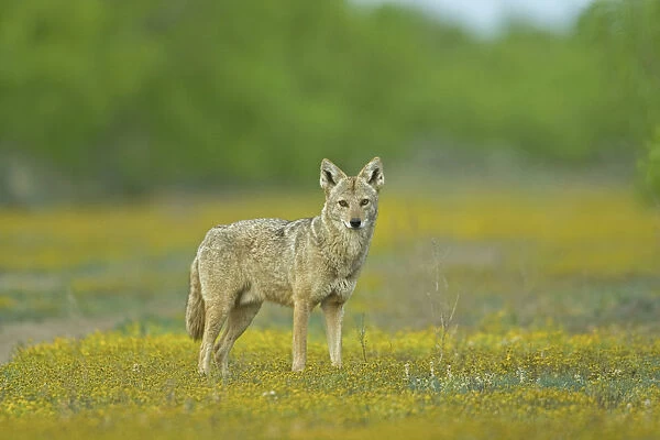 USA, Texas, Maverick County. Lone coyote caught unaware amid wildflowers. Credit as