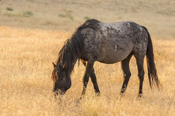 USA, Utah, Tooele County. Wild horse adult at sunrise