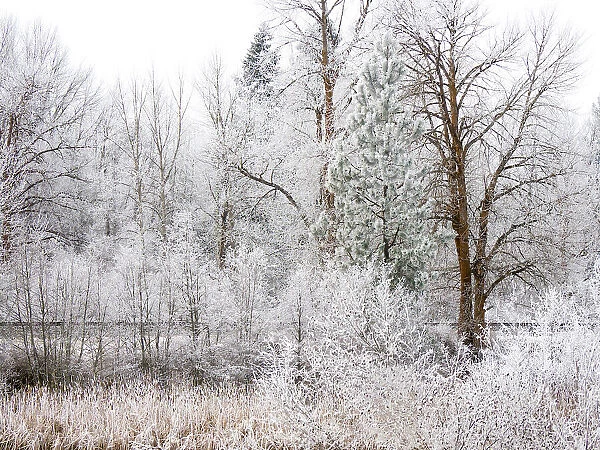 USA, Washington State, Cle Elum, Kittitas County. Winter along the Yakima River