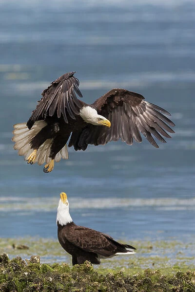 USA, Washington State. Hood Canal, bald eagle flyby