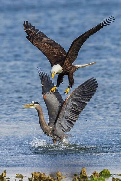 USA, Washington State. Hood Canal, Salish Sea, bald eagle harassing great blue heron