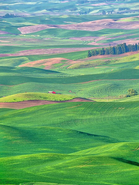 USA, Washington State, Palouse Region. Rolling green hills of wheat