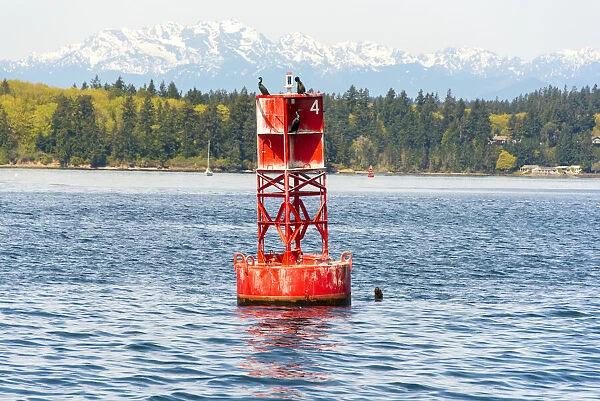 USA, Washington State, Puget Sound. California Sea Lions circling channel marker buoy