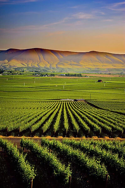 USA, Washington State, Red Mountain. Dusk on the vineyards of Red Mountain wine region with Horse Heaven Hills in the background