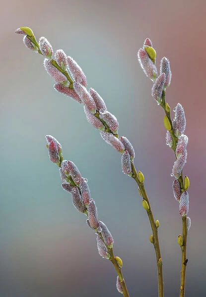 USA, Washington State, Seabeck. Dew-covered pussy willows