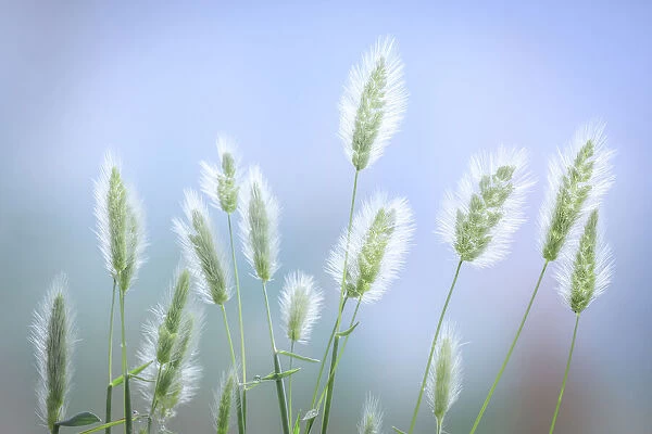 USA, Washington State, Seabeck. Grass seed-heads close-up