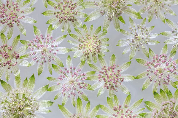 USA, Washington State, Seabeck. Montage of astrantia blossoms