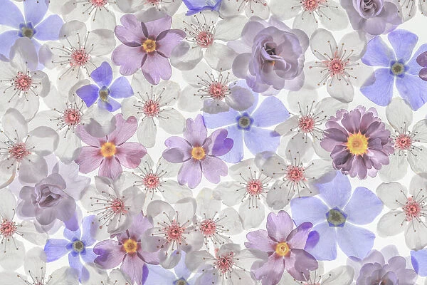 USA, Washington State, Seabeck. Montage of spring flowers