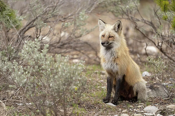 USA, Wyoming, Grand Teton National Park. Adult red fox close-up