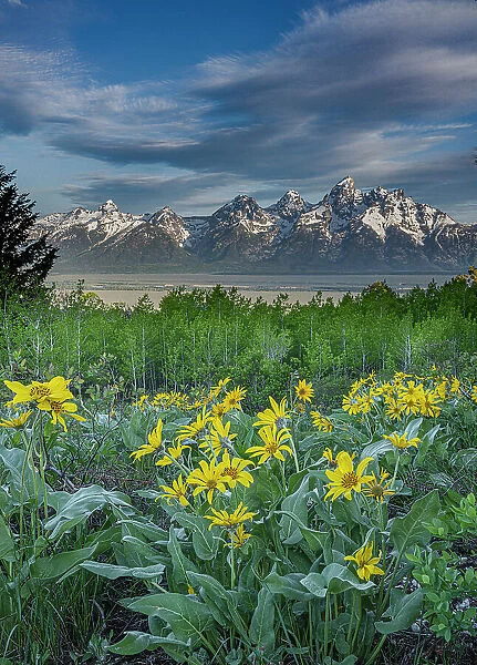 USA, Wyoming. Landscape of Arrowleaf Balsamroot wildflowers, Aspen trees and Cirrus Clouds over Teton Mountains in distance