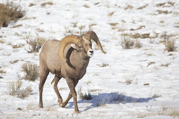 USA, Wyoming, National Elk Refuge, Bighorn sheep ram walking in snow