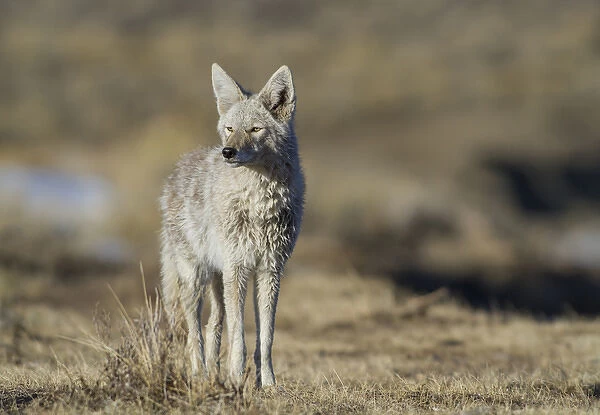 USA, Wyoming, Sublette County, Coyote in morning light