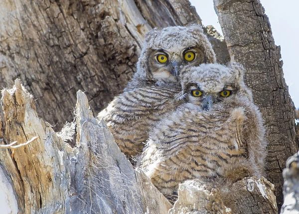 USA, Wyoming, Sublette County. Two Great Horned Owl chicks sitting on the edge of