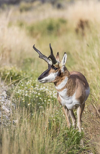 USA, Wyoming, Sublette County, a Pronghorn male stops in the fall grasses