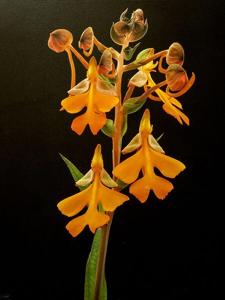 Variety of orange orchid