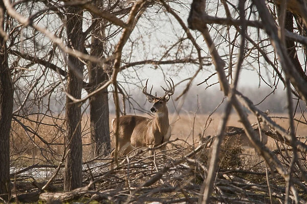 White-tailed buck keeping an eye out for predators, doe in the background