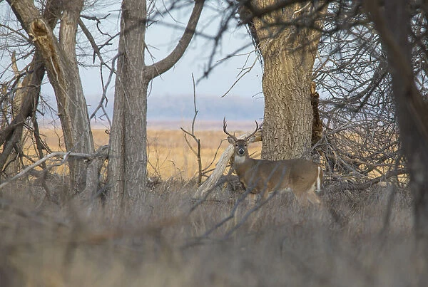 White-tailed buck looking alerted