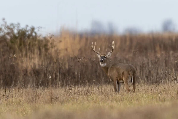 White-tailed Deer (Odocoileus virginianus) buck, Marion County, Illinois