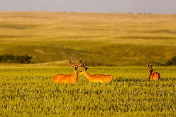 Whitetail deer in wheat field near Glasgow, Montana, USA