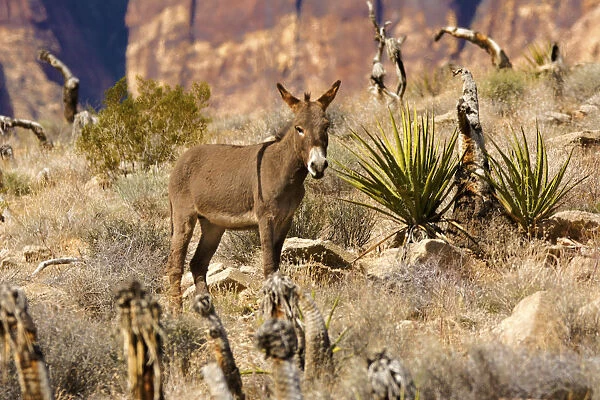 Wild burros, equus asinus, grazing, Red Rock Canyon, Nevada, USA