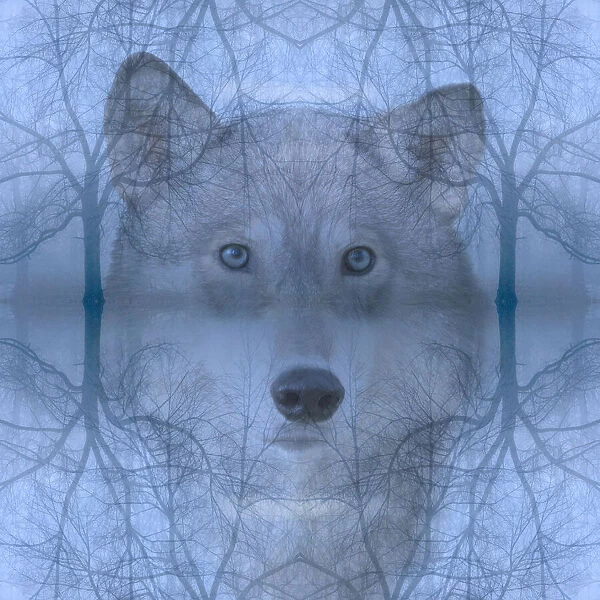 Wolf and skeleton trees montage
